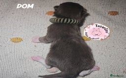 British Shorthair cats for sale: GCCF REGISTERED BRITISH SHORTHAIR KITTENS  - Image 15