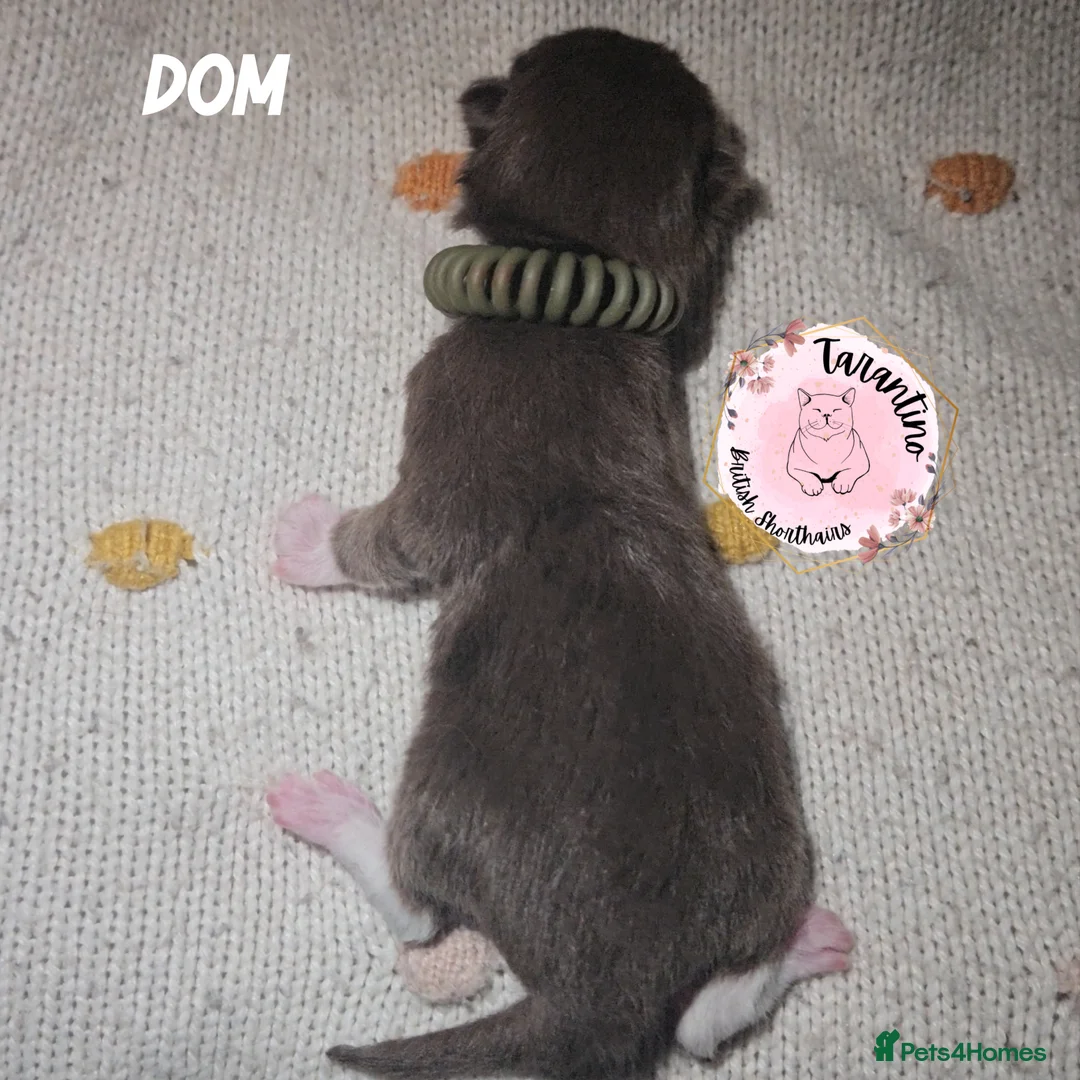 British Shorthair cats for sale: GCCF REGISTERED BRITISH SHORTHAIR KITTENS  - Advert 27