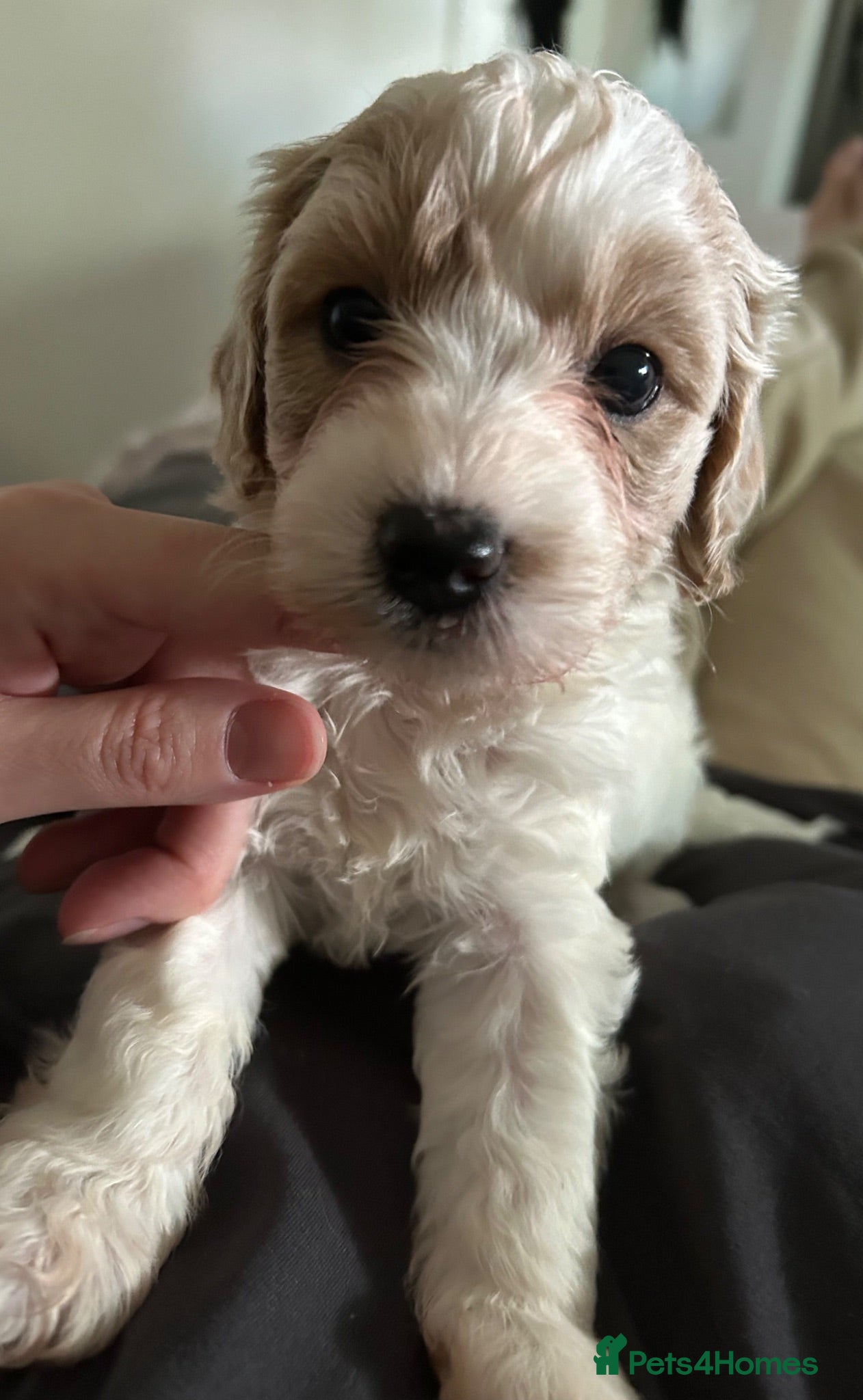 Cavapoo dogs 2 beautiful female Cavapoo pups available to view - Advert 1