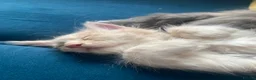 Maine Coon cats for sale: Gccf pedigree Maine coon kittens  - Advert 6