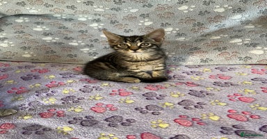 Mixed Breed cats in Waltham Cross - Advert 11