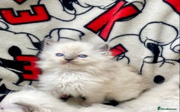 Ragdoll cats for sale: Ragdoll kittens  - Image 10