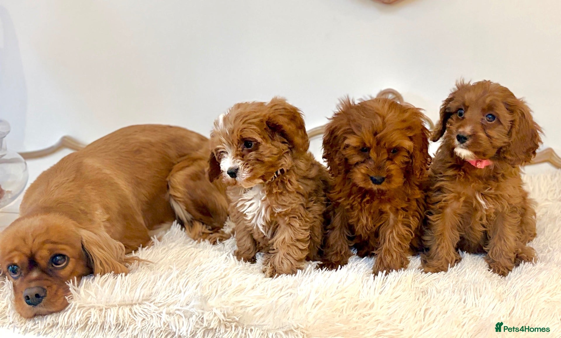 Cavapoo dogs for sale: F1 Cavapoo puppies, fully health tested parents - Advert 2