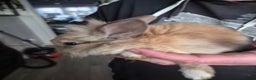 Mini Lion Lop rabbits for sale: Mini lop lion caramel - Advert 2