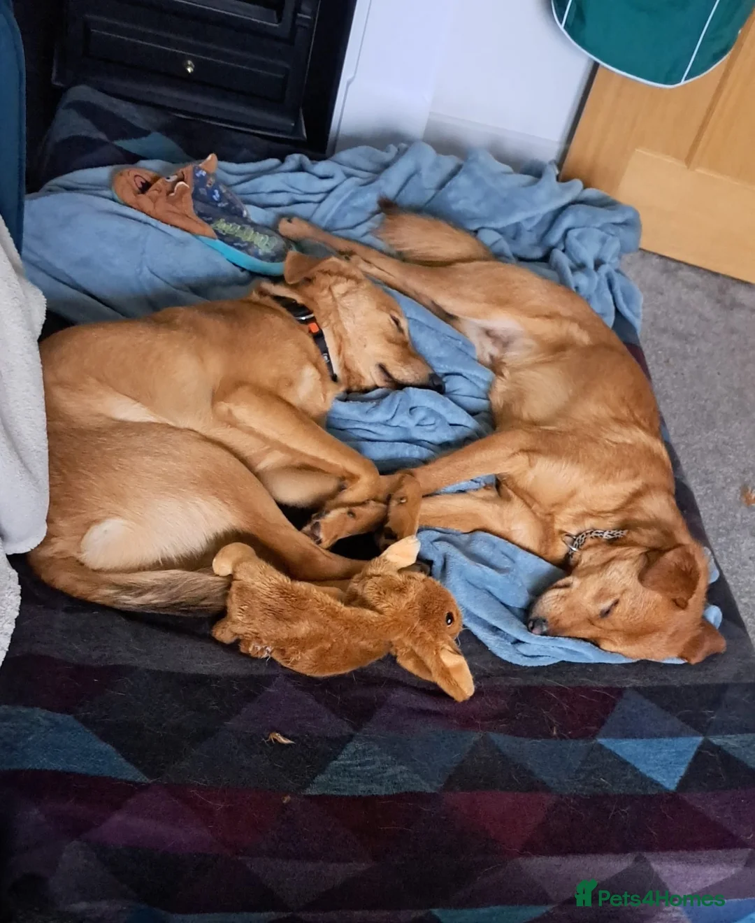 Mixed Breed dogs for adoption: 💙Archie💙10-month-old loving boy, upper-medium - Advert 11