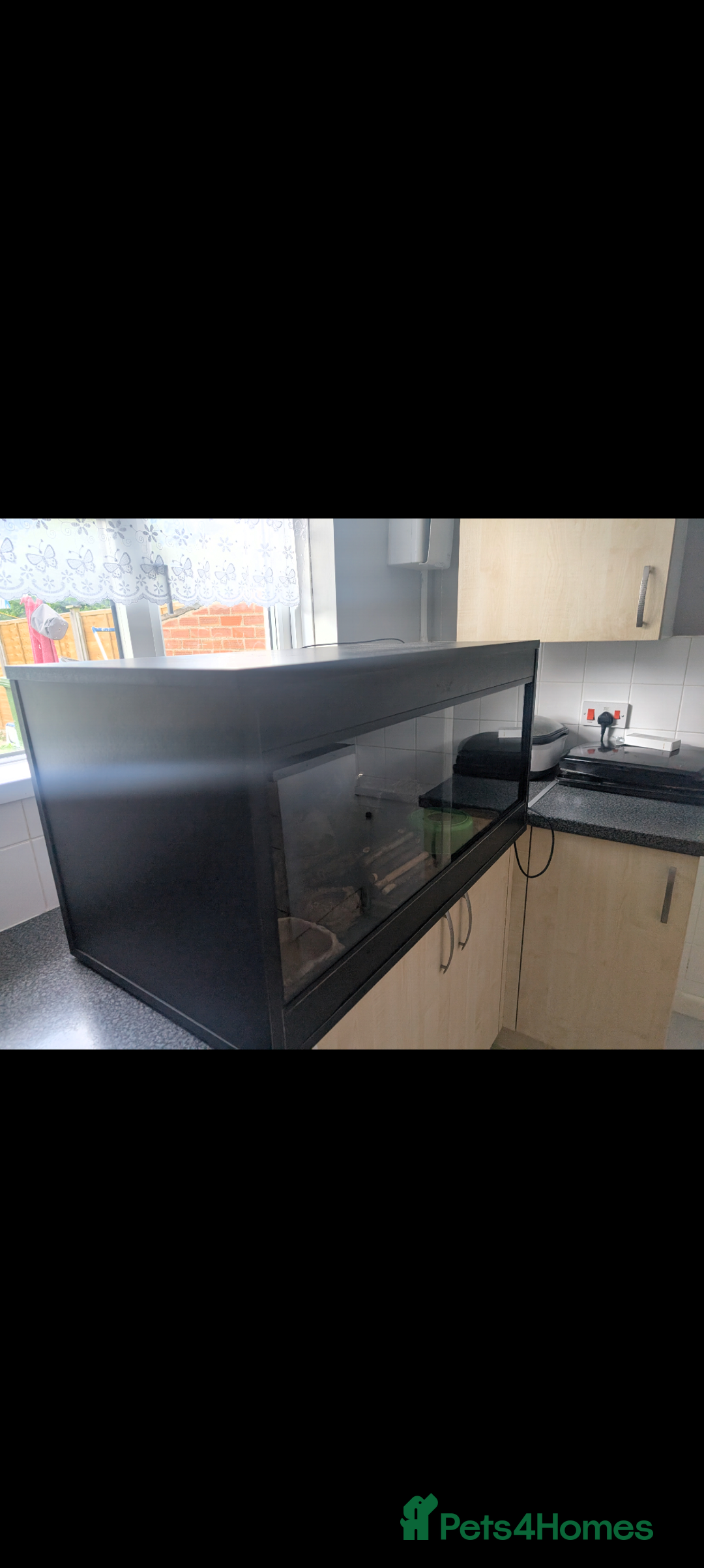 Leopard Gecko reptiles for sale: Friendly female leopard gecko  - Advert 4