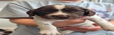English Springer Spaniel Puppy 5
