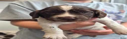 English Springer Spaniel dogs for sale: English Springer Spaniel Puppies - Advert 10