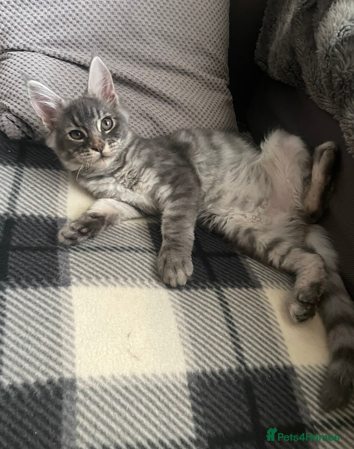 Maine Coon cats TICA Registered Maine Coon Kittens  - Advert 2