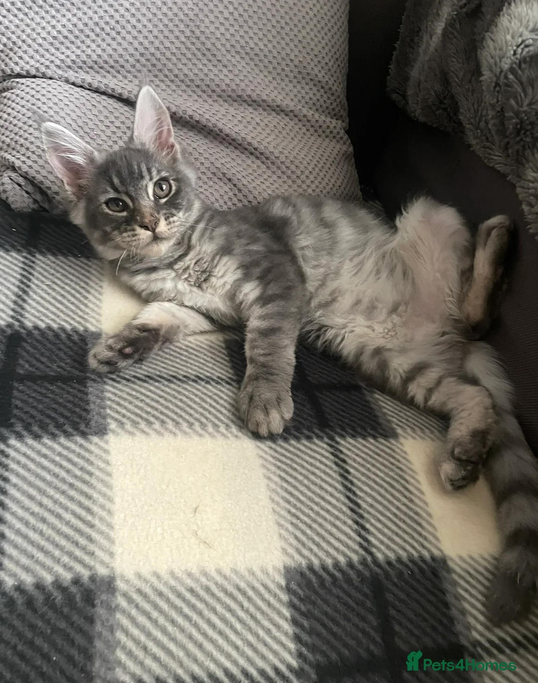 Maine Coon cats for sale: TICA Registered Maine Coon Kittens  - Advert 2