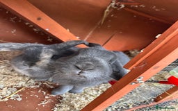 Mini Lop rabbits for sale: 2 female bonded mini lops for sale  - Advert 15