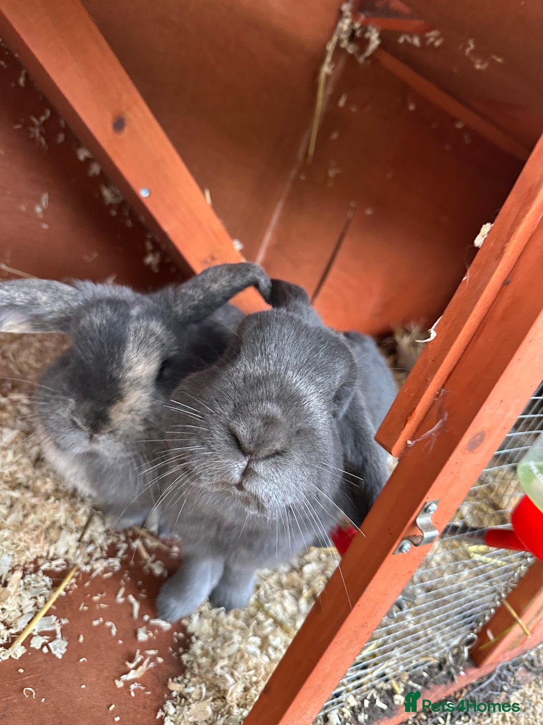 Mini Lop rabbits for sale: 2 female bonded mini lops for sale  - Advert 15