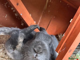 Mini Lop rabbits 2 female bonded mini lops for sale - Advert 4