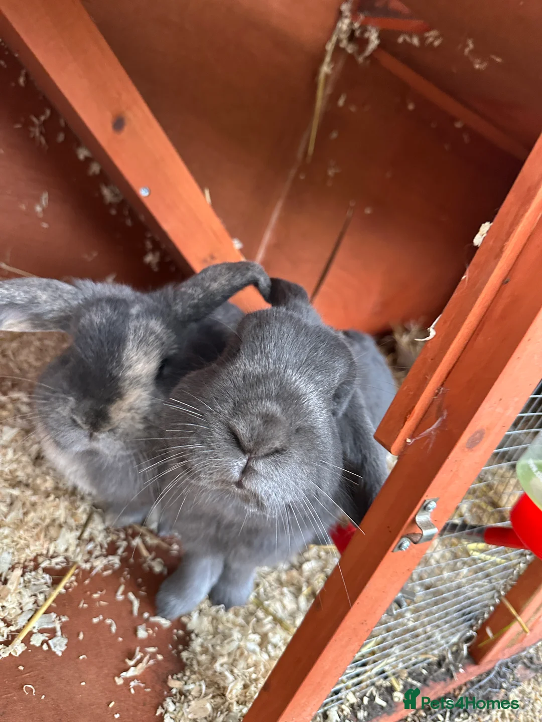 Mini Lop rabbits for sale: 2 female bonded mini lops for sale  - Advert 1