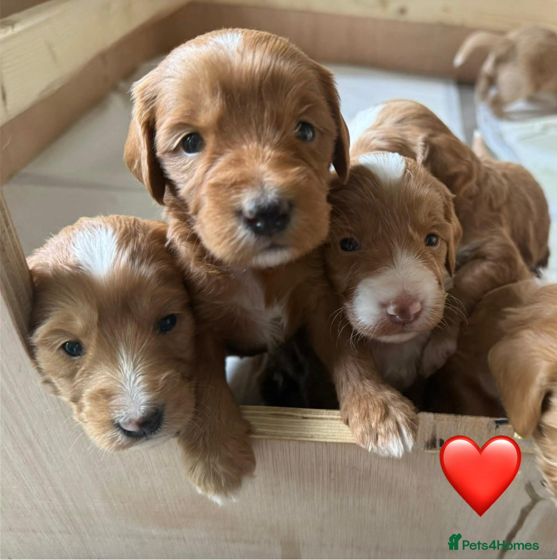 Mixed Breed dogs Stunning Australian Labradoodle Puppies  - Advert 1