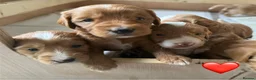 Mixed Breed dogs for sale: Stunning Australian Labradoodle Puppies  - Advert 1