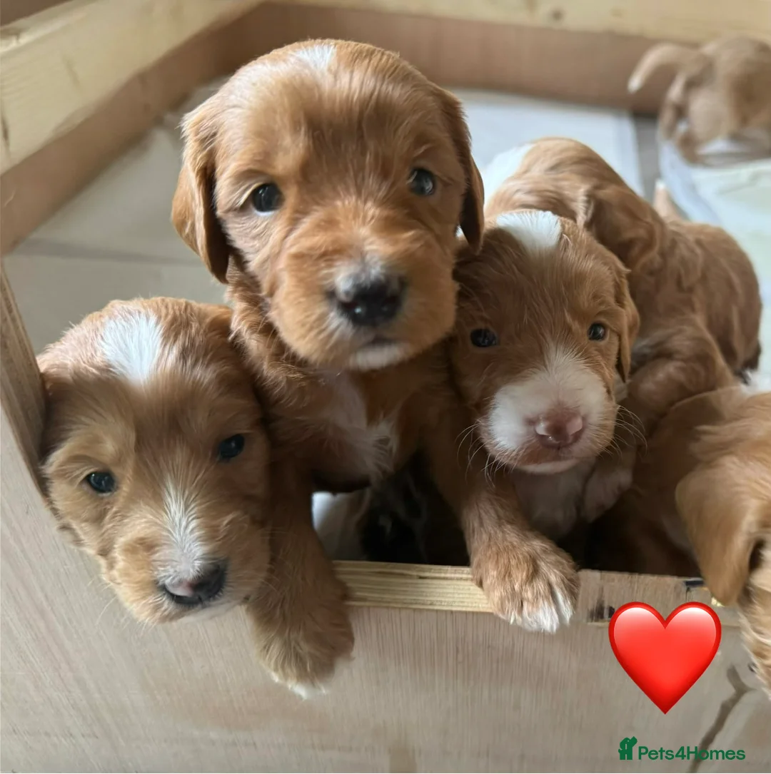 Mixed Breed dogs for sale: Stunning Australian Labradoodle Puppies  - Advert 1