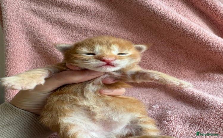 Maine Coon cats - Advert 12