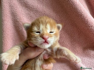 Maine Coon cats TICA registered Maine coon kittens rare red girl - Advert 3