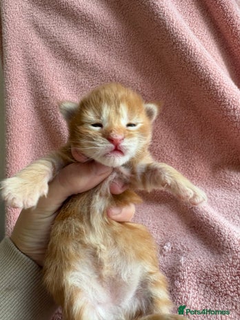 Maine Coon cats - Advert 3