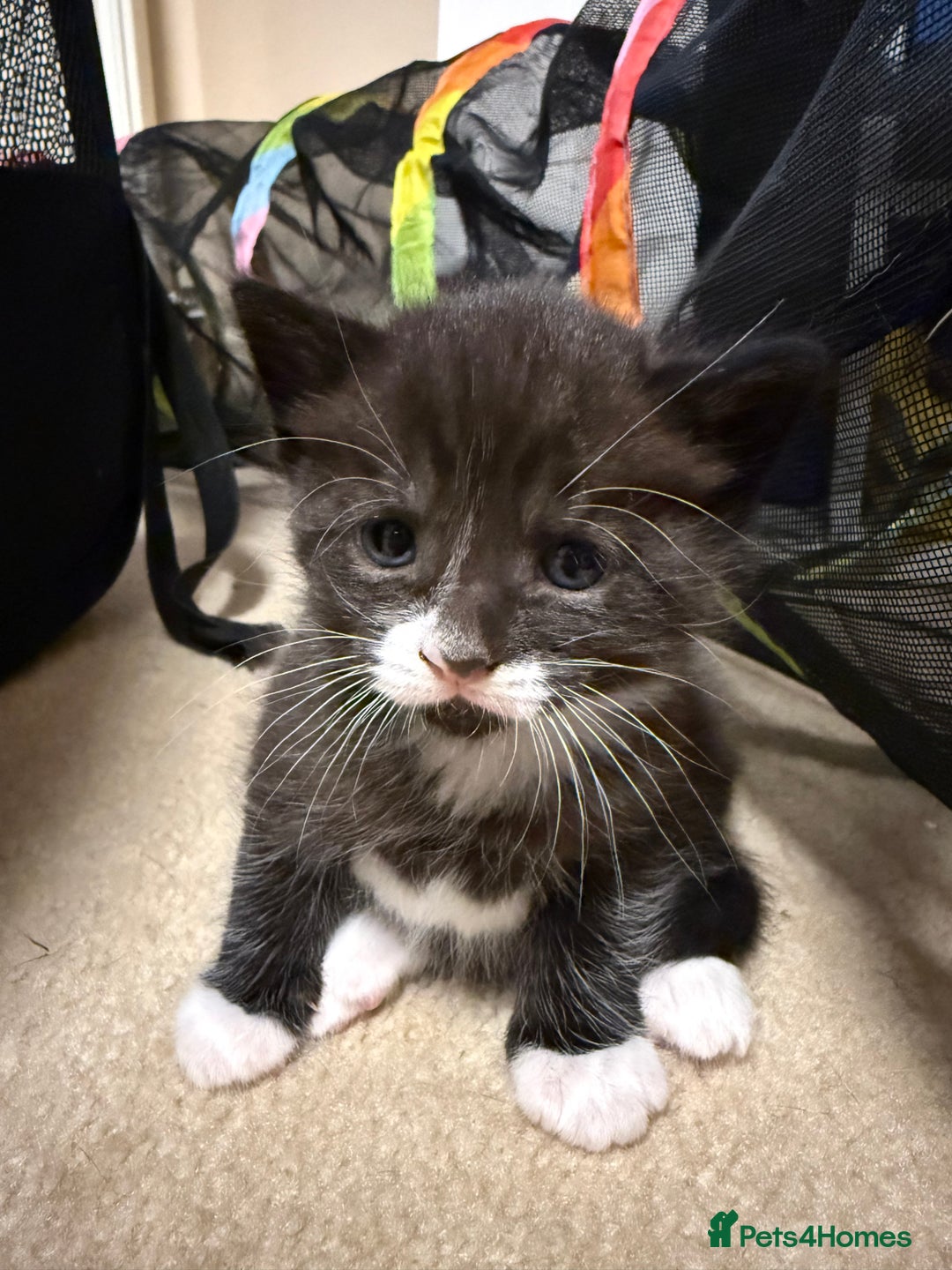 Mixed Breed cats for sale: 2 Ginger (1 m and 1 f) and 1 tuxedo male kitten - Image 5