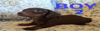 STUMPY BOY Miniature Dachshund Puppy 2 Choc Tan Boy 