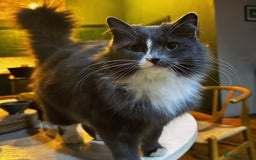 Russian Blue cats for sale: Beautiful Russian Blue 4 Year Old Cat - Image 1