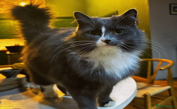 Russian Blue cats - Advert 2