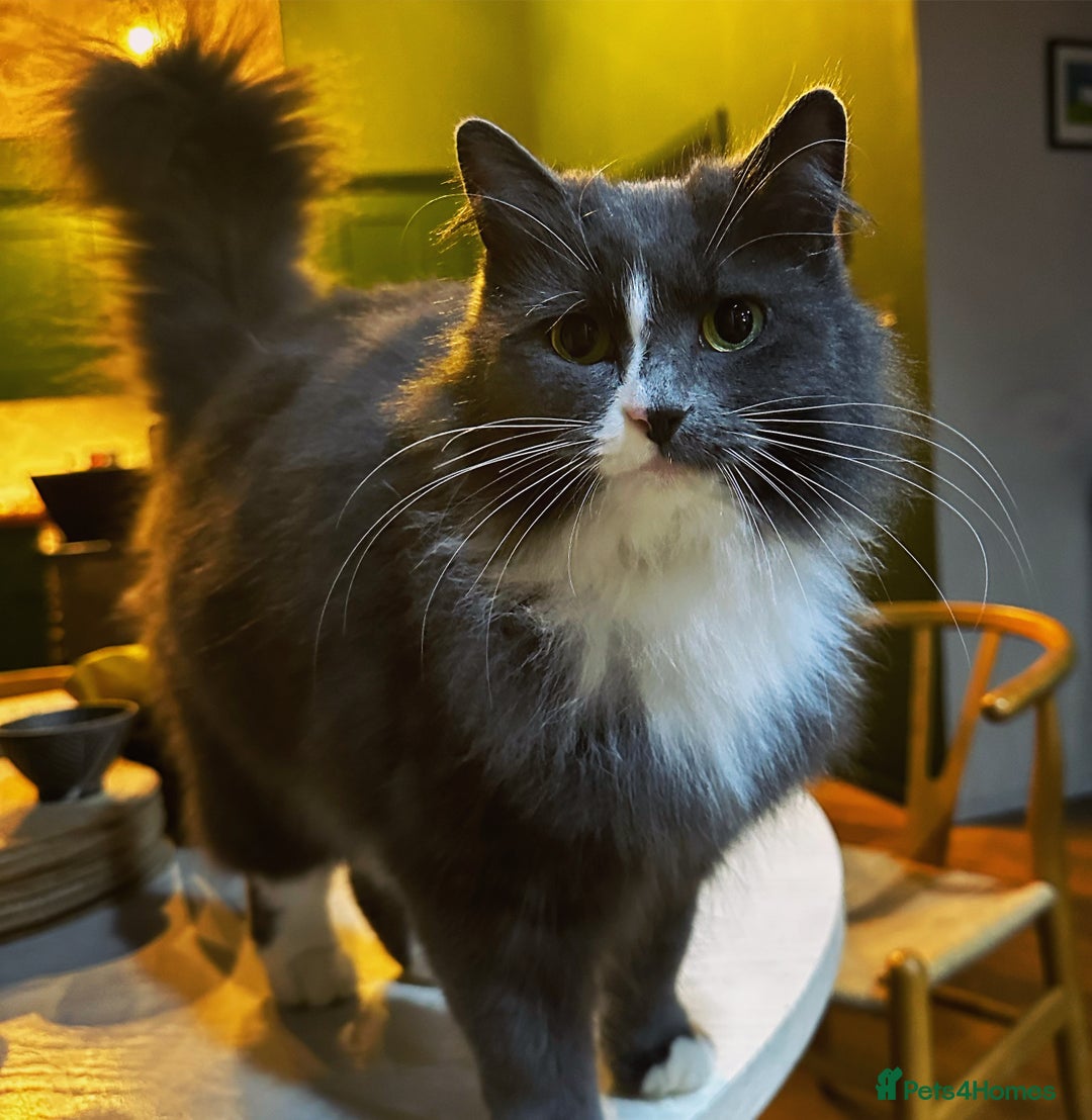 Russian Blue cats for sale: Beautiful Russian Blue 4 Year Old Cat - Image 1