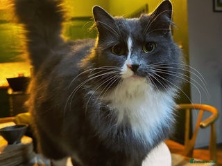 Russian Blue cats - Advert 2