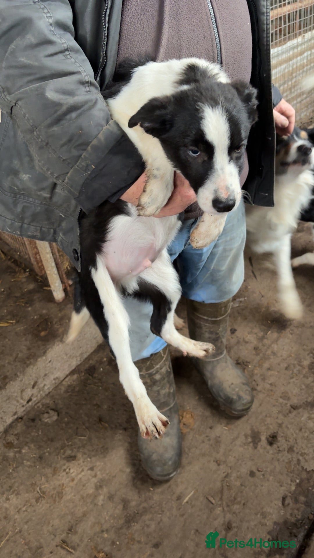 Smooth Collie dogs for sale: Collie pups for sale  - Advert 10