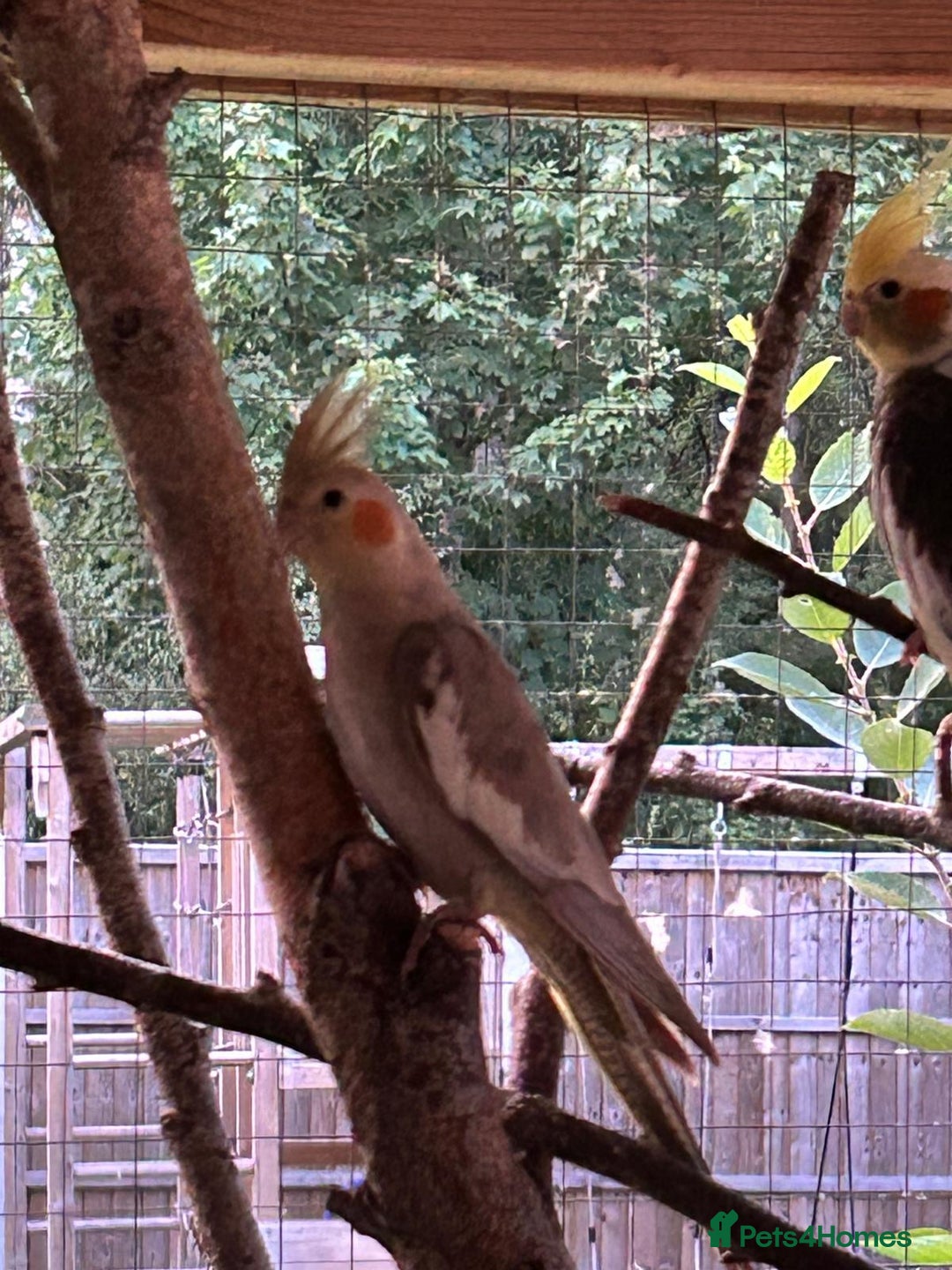 Cockatiels birds for sale: Cockatiels for sale (mixed) - Image 9