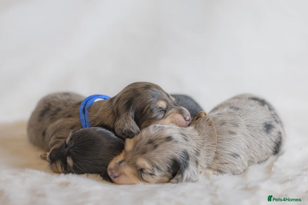 Miniature Dachshund dogs for sale: Exceptional PRA clear Champion miniature L/H dachs - Advert 3