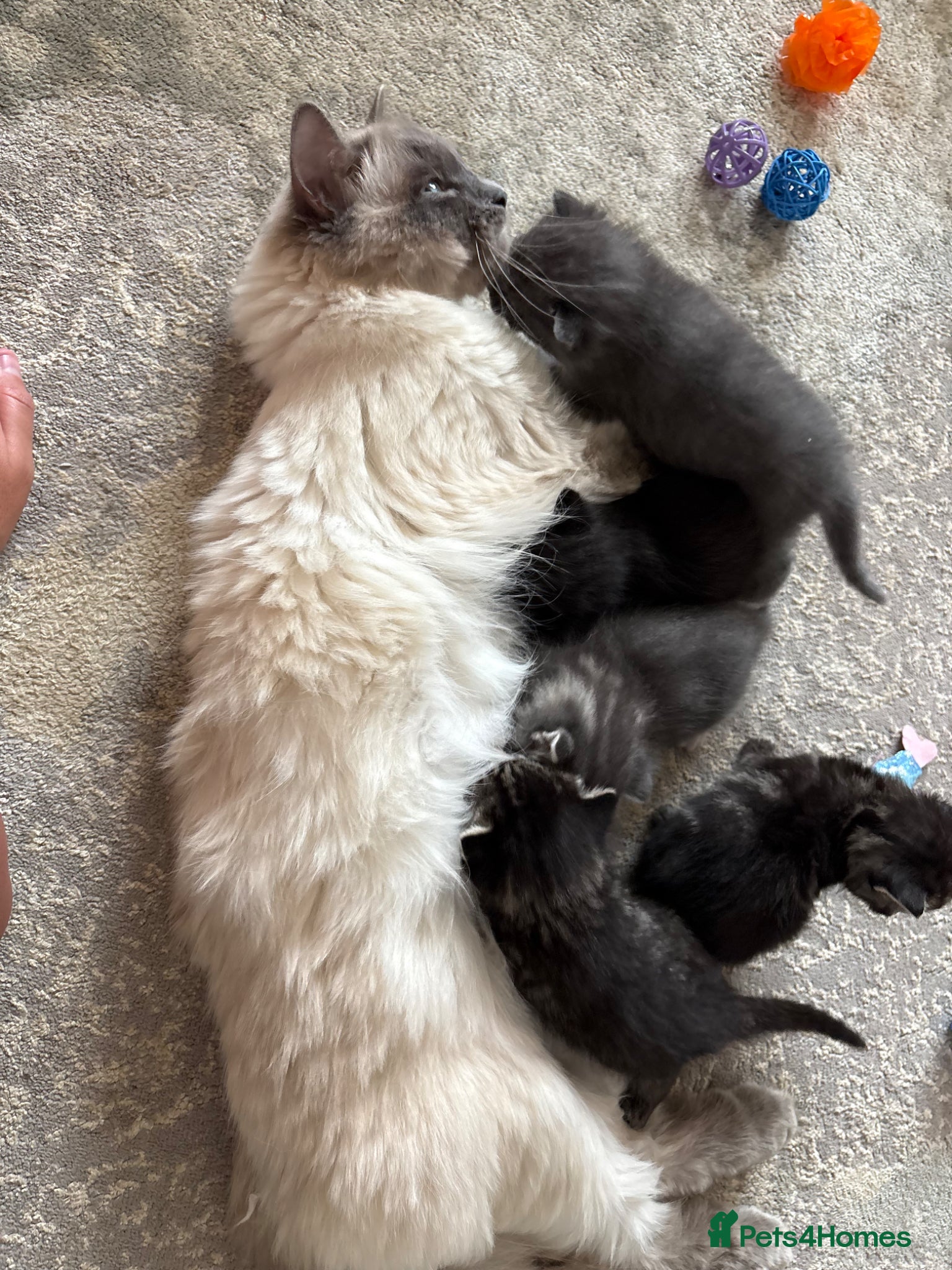 Mixed Breed cats Half Ragdoll Kittens  - Advert 5