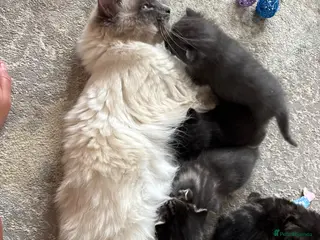 Mixed Breed cats Half Ragdoll Kittens - Advert 4