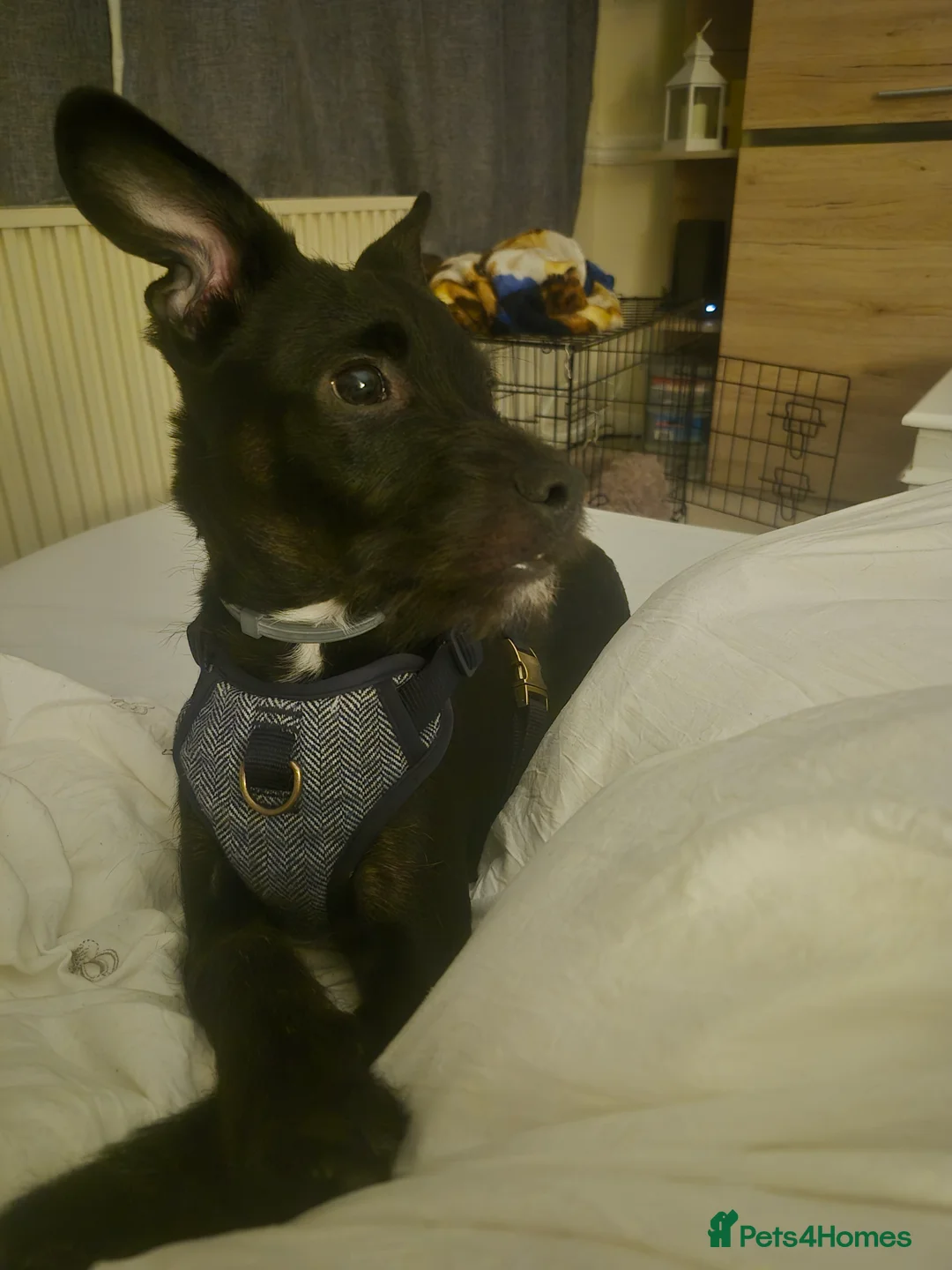 Mixed Breed dogs for sale: Mailo - Advert 2