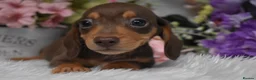 Miniature Dachshund dogs for sale: KC Smooth Coat Miniature Dachshund Puppies - Advert 8