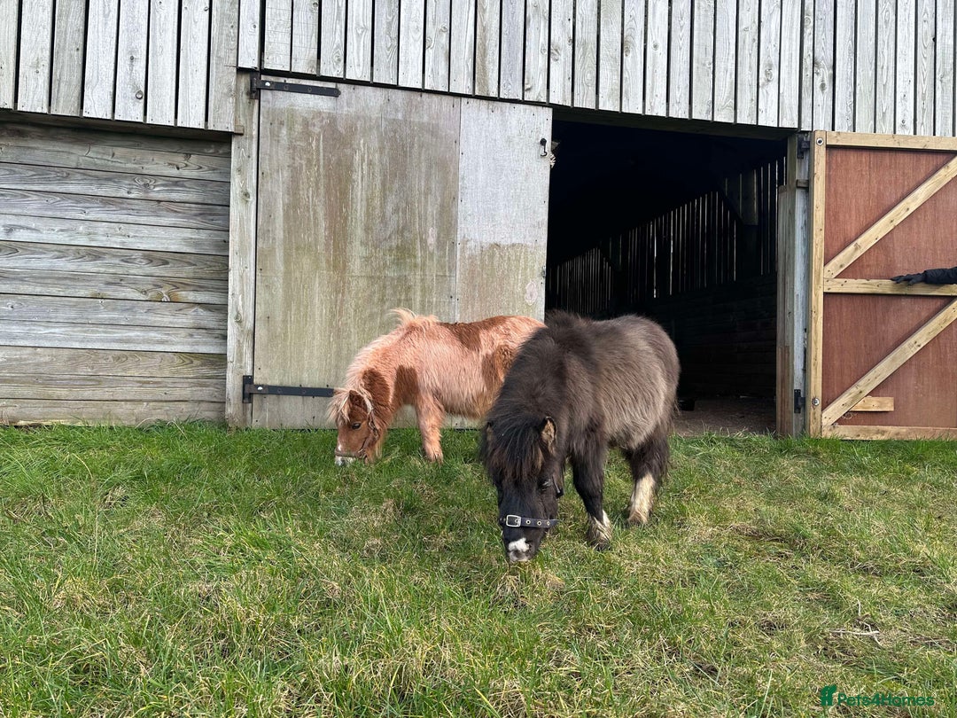 Shetland pony horses for sale: Shetland ponies for sale - Advert 5
