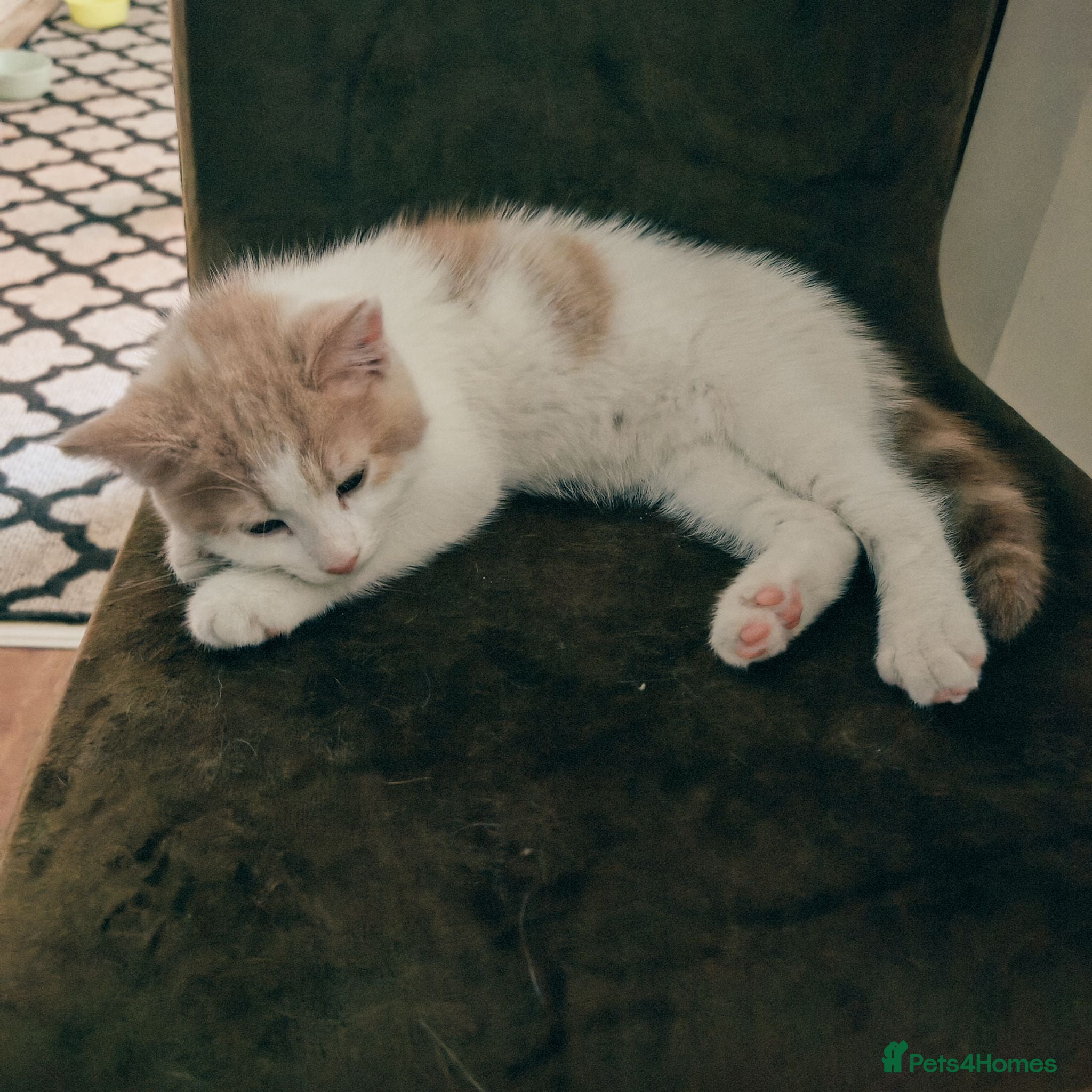Mixed Breed cats LAST ONE BEAUTIFUL Male - Advert 1