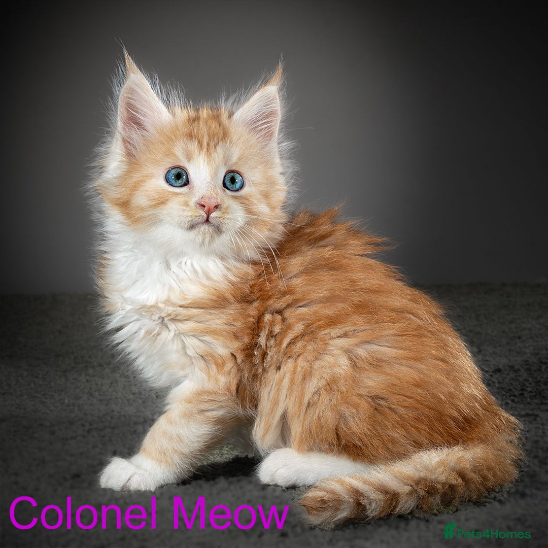 Maine Coon cats for sale: Purebred Maine Coon kittens - Image 2