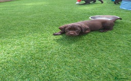 Labrador Retriever dogs for sale: KC Chocolate labrador (Ready To Go Now)🦮 - Image 13