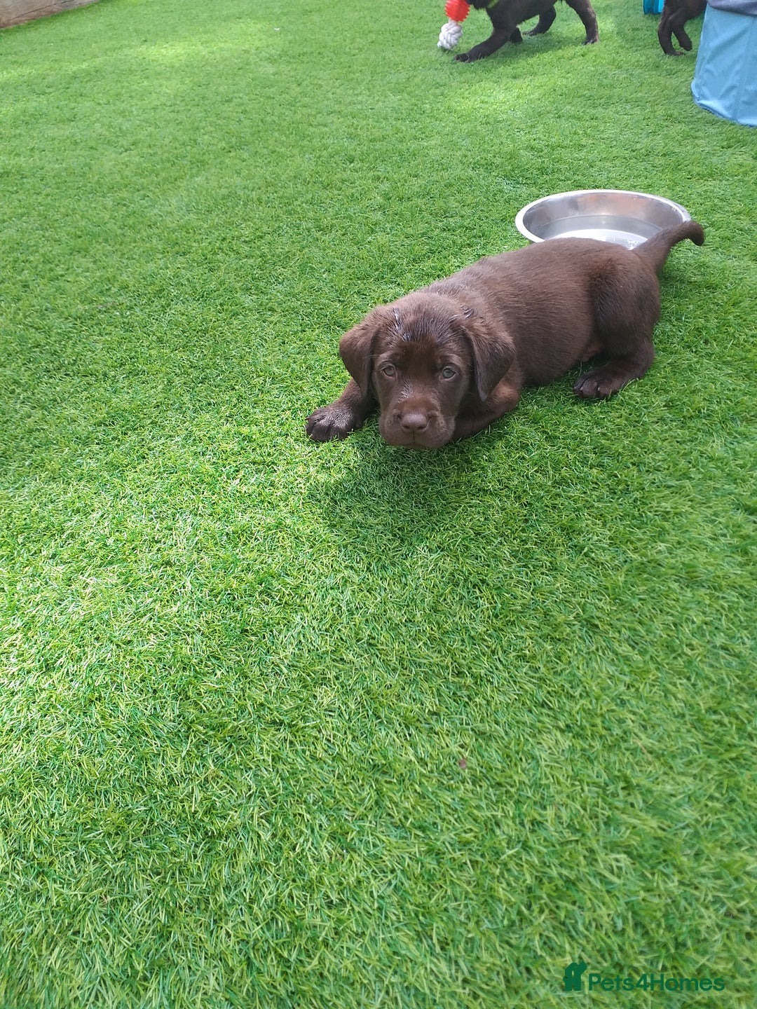 Labrador Retriever dogs for sale: KC Chocolate labrador (Ready To Go Now)🦮 - Image 13