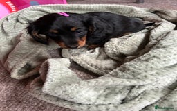 Dachshund dogs for sale: baby girls dachshunds  - Advert 4