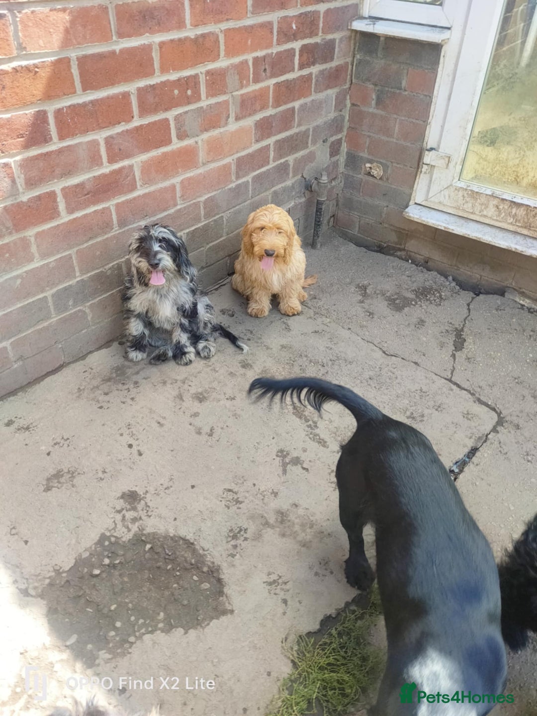 Cockapoo dogs for sale: 2 beautiful cockapoo desperate for forever homes  - Image 19