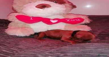 Mixed Breed dogs - Advert 14