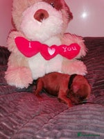 Mixed Breed dogs - Advert 4