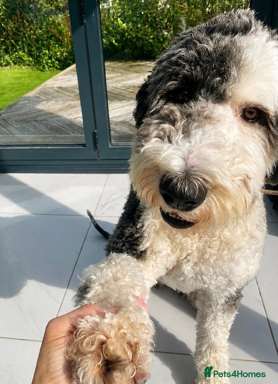 Sheepadoodle dogs for sale: Sheepadoodle pups - Advert 6