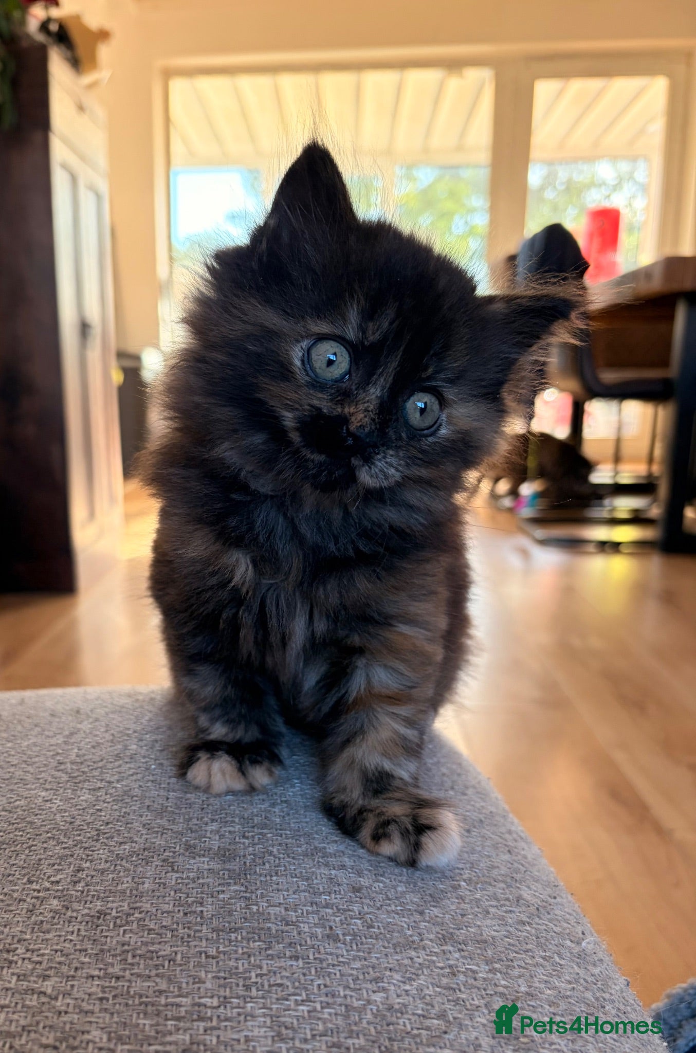British Shorthair cats Beautiful BSH X Maine coon babies, last girl left - Advert 18
