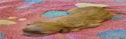 Cavapoo dogs for sale: 3 Female F1b Cavapoos - Advert 11