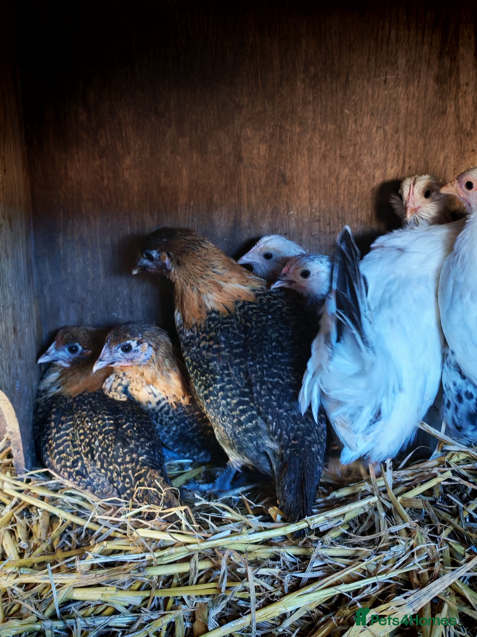 Chickens poultry Gold campine and Japanese bantam pullets - Advert 1